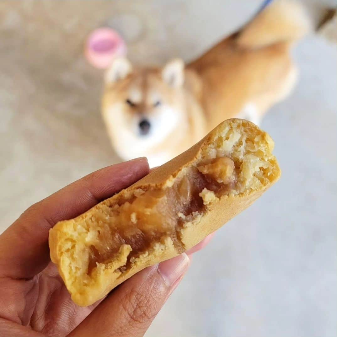 柴犬たま Shibainu Tamaさんのインスタグラム写真 - (柴犬たま Shibainu TamaInstagram)「⠀ ⠀ 同じ色味のもとがあると⠀ 一緒に撮りたくなる衝動😂😂⠀ ⠀ Caption trans🇬🇧⠀ I resist the urge to take a photo of her and it together when I see something of the same colour as her😂😂⠀ ⠀ #柴犬たま #たママ #たまーば #同じ色 #完全一致 #焼き上がりました #美味しそう #食パン #回転焼き⠀ #柴犬 #shiba #shibainu #shibastagram #犬 #dog」6月14日 19時33分 - tama7653