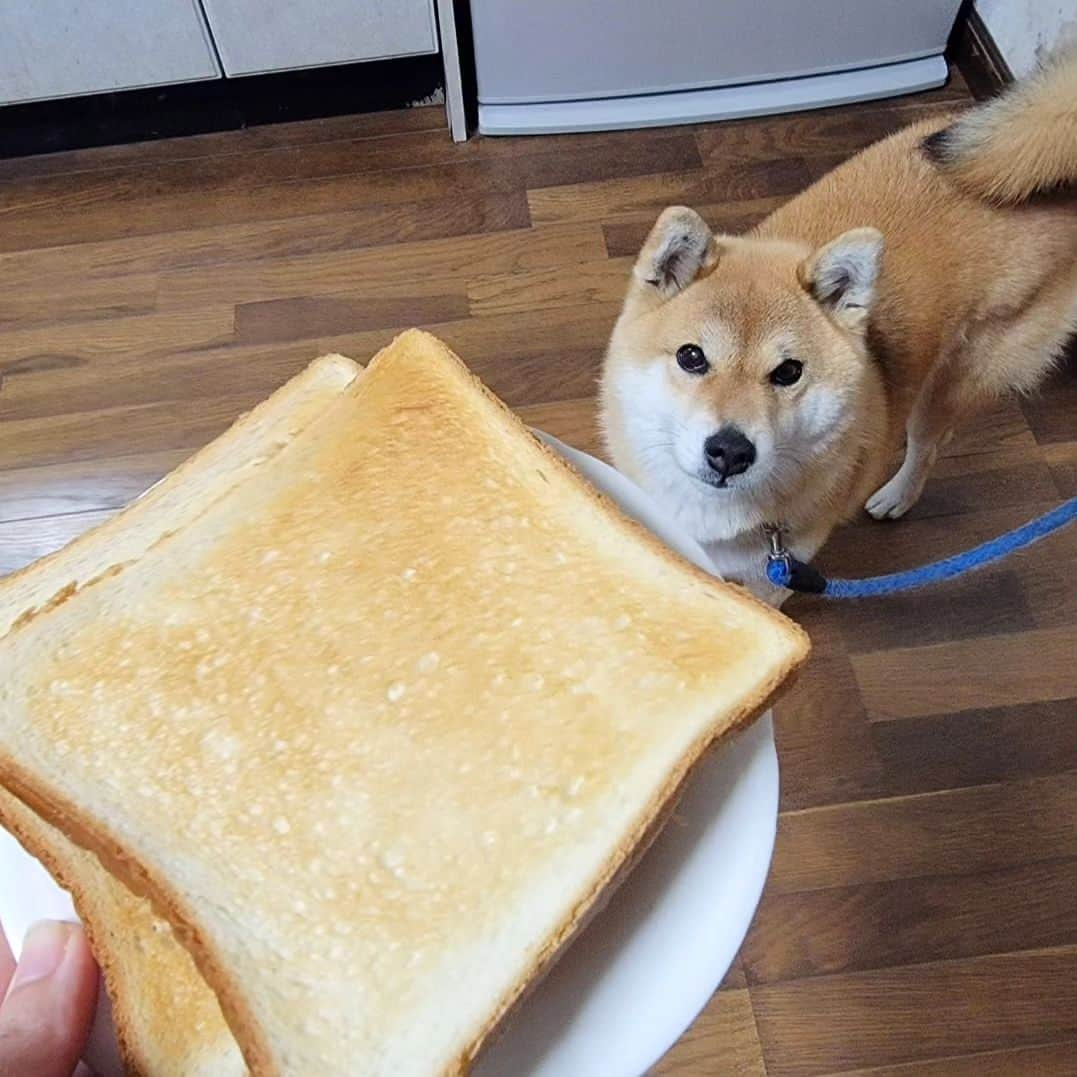 柴犬たま Shibainu Tamaのインスタグラム：「⠀ ⠀ 同じ色味のもとがあると⠀ 一緒に撮りたくなる衝動😂😂⠀ ⠀ Caption trans🇬🇧⠀ I resist the urge to take a photo of her and it together when I see something of the same colour as her😂😂⠀ ⠀ #柴犬たま #たママ #たまーば #同じ色 #完全一致 #焼き上がりました #美味しそう #食パン #回転焼き⠀ #柴犬 #shiba #shibainu #shibastagram #犬 #dog」