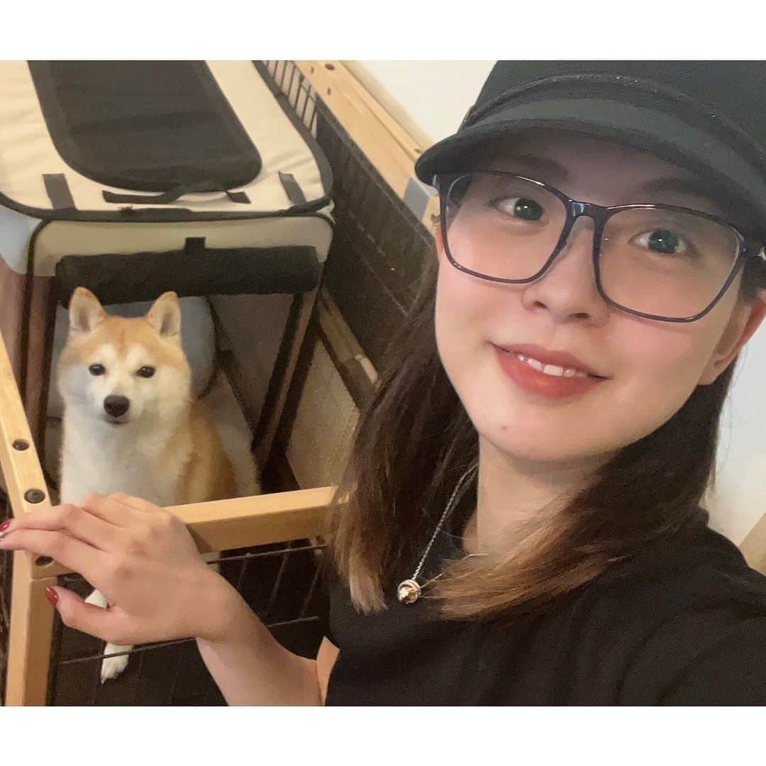 矢吹世奈のインスタグラム：「・ まろのカメラ目線は 珍しいから載せとく。  なんでこんなかわいいのか 教えてくれ。🐕  #4枚目どうした #寝相わるいとこも全てかわいい #豆柴 #ほぼ柴犬 #豆柴まろ」