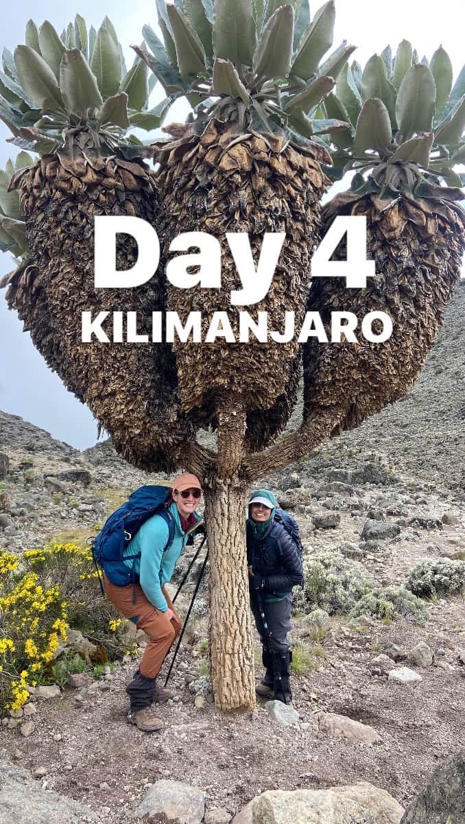 ブリージャ・ラーソンのインスタグラム：「Day 4: Shira 2 Camp to Lava Tower to Barranco. Elevation (ft): 13,800ft to 13,000ft Distance: 7 km Hiking Time: 6-8 hours Habitat: Semi Desert Full Board at Shira From the Shira Plateau, we continued to the east up a ridge, passing the junction towards the peak of Kibo. As we continued, our direction changed to the South East towards the Lava Tower, called the “Shark’s Tooth.” Shortly after the tower where we stopped for a quick lunch, we come to the second junction which brings us up to the Arrow Glacier at an altitude of 16,000ft. We continued down to the Barranco Hut at an altitude of 13,000ft. There, camp was set up, we rested and enjoyed an incredible dinner the staff prepared, and stayed overnight. Although we ended the day at the same elevation as when you started, this day was very important for acclimatization and  helped our bodies prepare for summit day 🏔️   🏔️  The support and hospitality that the guides and porters from @kilimanjaro_nature_tours gave us made it possible to do this hike ❤️. If anyone is interested in crossing Kili off your bucket list, please reach out to them❤️」