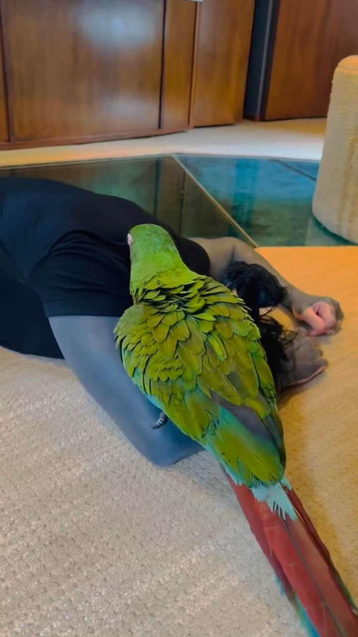 サラヤ・ジェイド・ベヴィスのインスタグラム：「@ronnieradke pretending to faint in front of our Macaw Paulie haha the cutest video ever 🥹🥰」