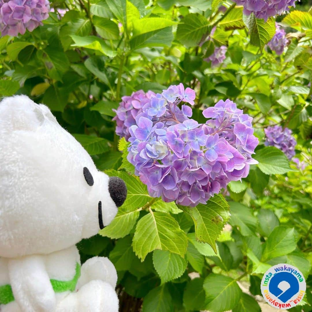 和歌山県さんのインスタグラム写真 - (和歌山県Instagram)「. 本日は、姉妹アカウントである「和歌山県広報課＆きいちゃん」（@wakayamapref_pr）の紹介です！  和歌山県PRキャラクターのきいちゃんが和歌山城にお散歩に行った写真です。 きいちゃんハートのあじさい見つけたんだね🌟✨ 素敵だね～💓  2枚目はinsta_wakayamaにきいちゃんからオフショットを頂きました！ きいちゃん、いっぱい楽しめて良かったね♪  Insta_Wakayamaでは、皆さんがハッシュタグをつけて投稿してくださった写真から、素敵な写真をご紹介させていただいています。 皆さんのハッシュタグ投稿楽しみにしております！！！   #和歌山県 #和歌山城#wakayama_ctiy #wakayama #insta_wakayama #instameet_wakayama #wakayamagram #nagomi_wakayama #visitwakayama#retrip_news #japan #なんて素敵な和歌山なんでしょう」6月14日 11時43分 - insta_wakayama