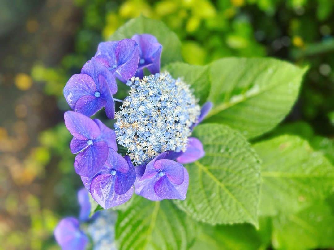 最上もがのインスタグラム：「ついみちゃう  ていうのは 好きってことかな  梅雨を前向きに楽しみたくて みかけたら撮ってる  きみはどれが好き？」