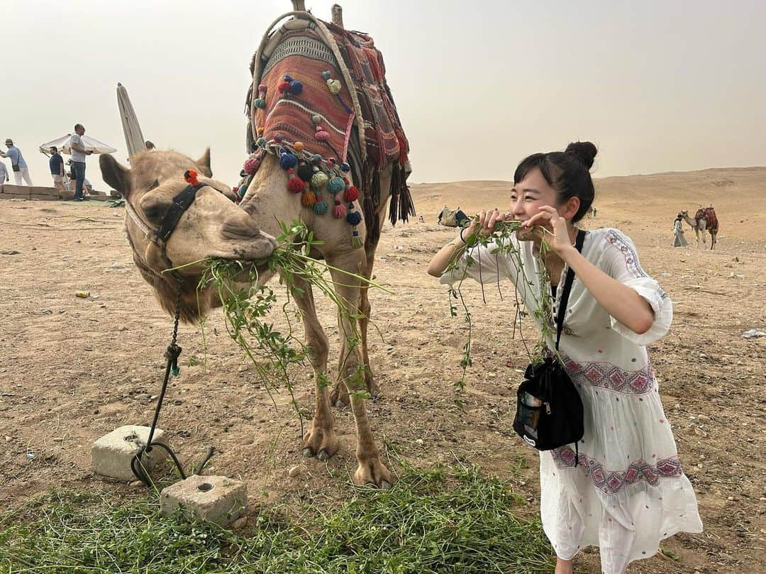 清水みさとさんのインスタグラム写真 - (清水みさとInstagram)「喉乾いてそうだったスフィンクスに水をあげたり、  ピラミッドの前にいるラクダに、よそ者から仲間と認められて一緒に食事できるまでになりました🐪🌿😂  (※食べてない)  #ガイドさんありがとう✌️」6月14日 11時49分 - misatoshimizu35