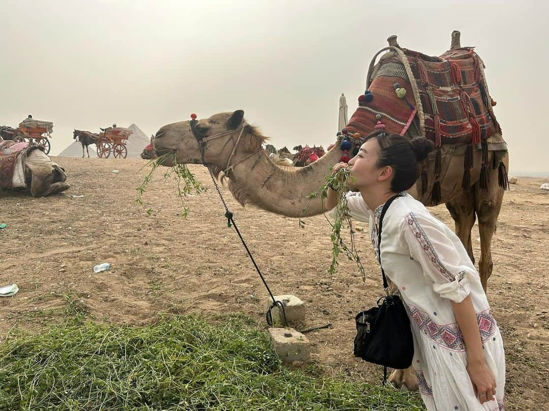 清水みさとさんのインスタグラム写真 - (清水みさとInstagram)「喉乾いてそうだったスフィンクスに水をあげたり、  ピラミッドの前にいるラクダに、よそ者から仲間と認められて一緒に食事できるまでになりました🐪🌿😂  (※食べてない)  #ガイドさんありがとう✌️」6月14日 11時49分 - misatoshimizu35