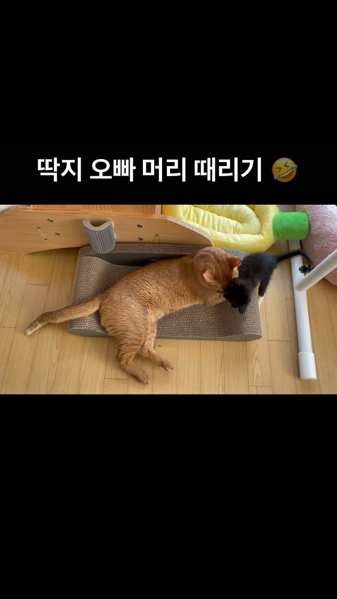 ワン・ジウォンのインスタグラム：「딱지 오빠가 아주 착하고 듬직하니 다행이다 ㅋㅋㅋㅋㅋ  #코코#딱지#냥」