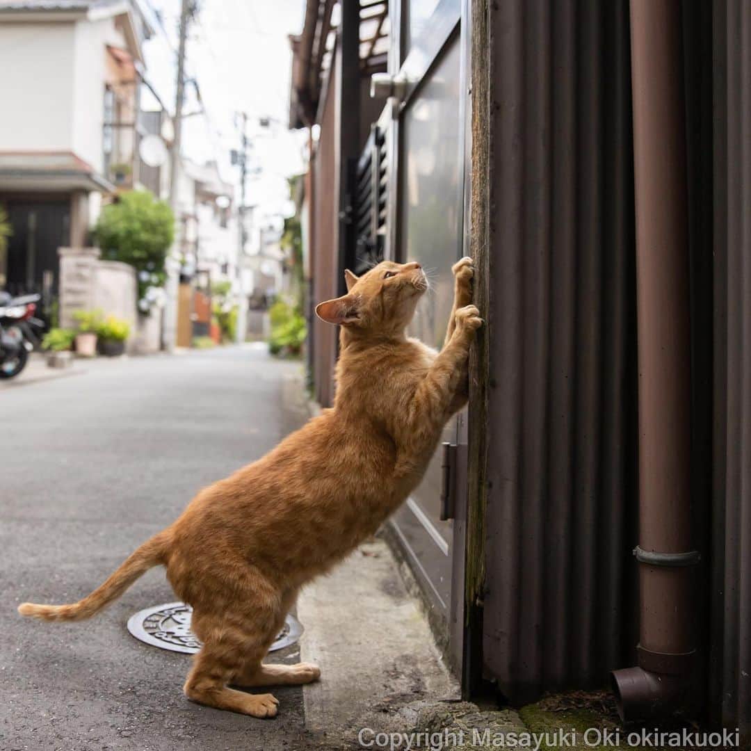 Masayukiのインスタグラム：「とぎとぎ。  #cat #ねこ #猫 #東京カメラ部 #nekoclub  #mmgtw #my_eos_photo  #yourshotphotographer」