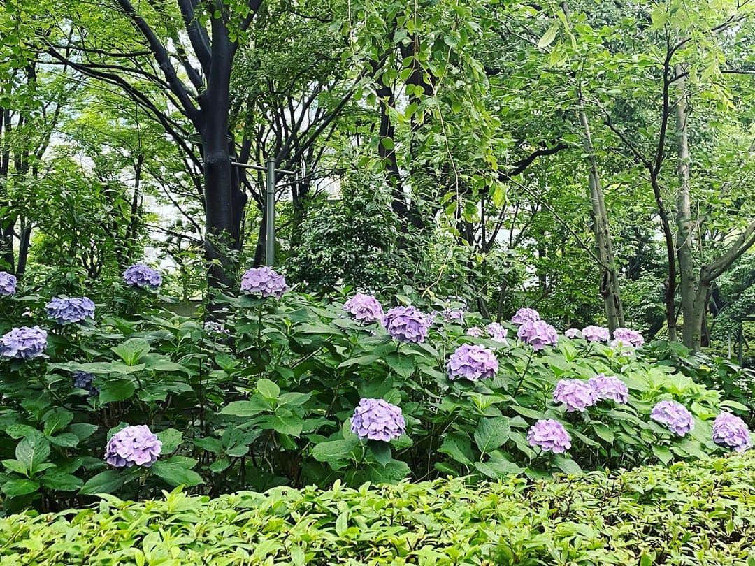 牧山純子のインスタグラム：「紫陽花の季節。今年も立派に咲いてます☺️  #紫陽花 #梅雨 #hydrangea #green」