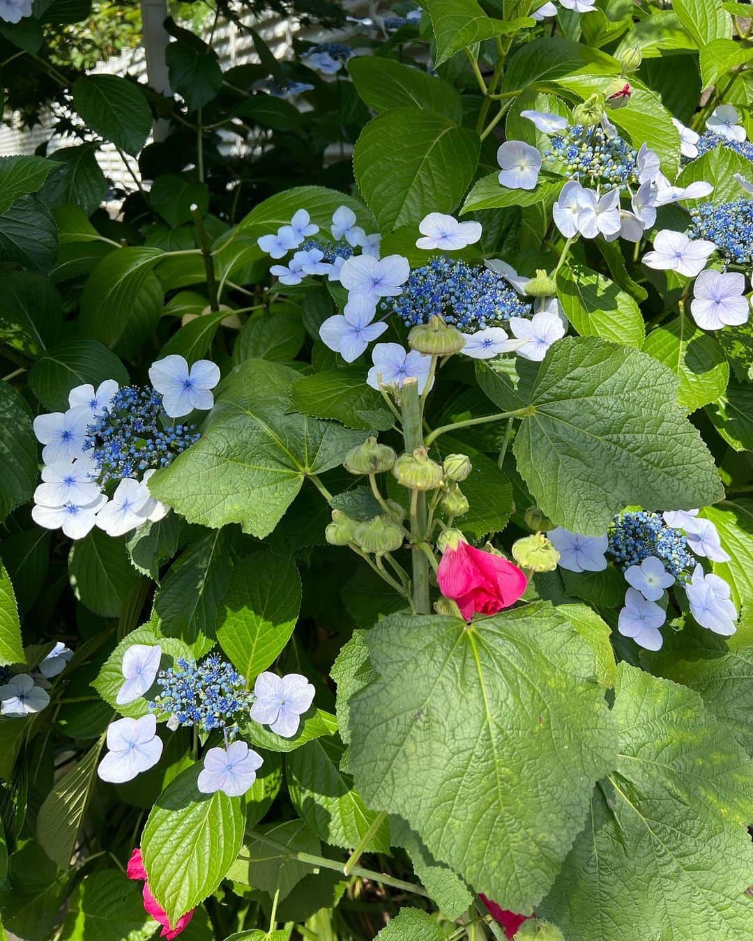 葉月ひとみのインスタグラム：「* 淡い青とピンクの色合いが可愛くて 帰り道見ながら歩くのが日課なこの頃🪻  最近はオーディション受けたり レッスン受けたり 大好きな生牡蠣食べたり 全部隈なく楽しみたいよね  そして今日から新しい作品に入ります 楽しみ🌞」