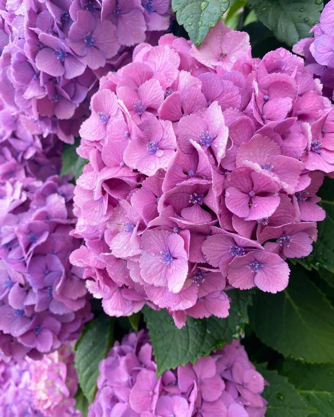 高里絵理奈のインスタグラム：「.   雨の日にいっそう輝きが増しますな☔️ 　 　 #紫陽花  ↑素敵な写真がたくさん🥹」