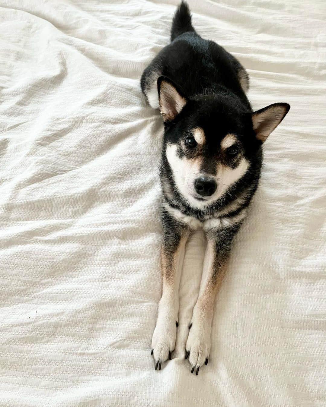 高見恭子さんのインスタグラム写真 - (高見恭子Instagram)「君の日記帳に楽しいがたくさん増えますように。  #dog#dogphoto  #dogstagram #doglover  #shiba #shibainu  #kuroshiba #kuroshibainu  #猫と犬のいる暮らし  #lovelife  #diary」6月14日 13時23分 - takami_kyoko