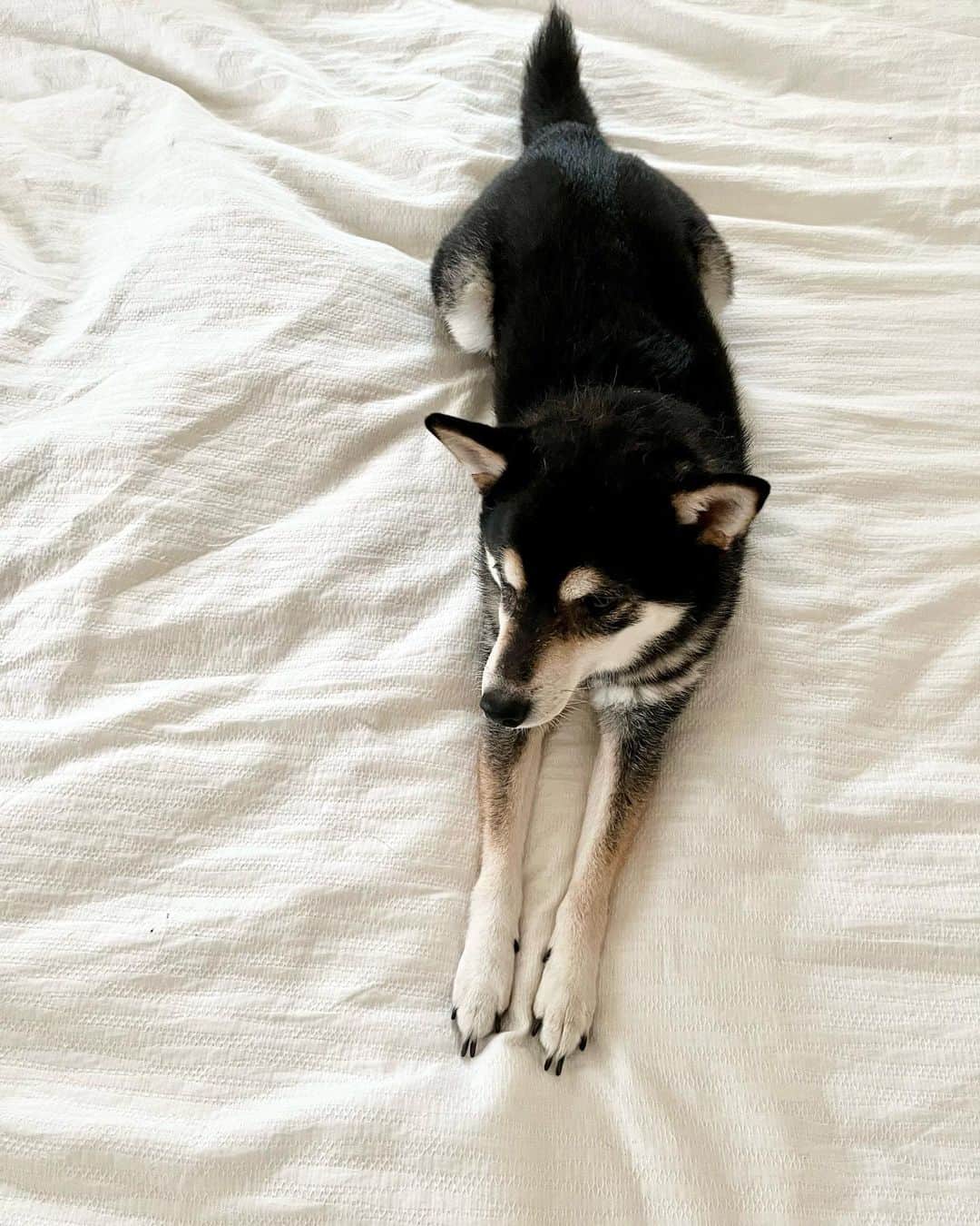 高見恭子さんのインスタグラム写真 - (高見恭子Instagram)「君の日記帳に楽しいがたくさん増えますように。  #dog#dogphoto  #dogstagram #doglover  #shiba #shibainu  #kuroshiba #kuroshibainu  #猫と犬のいる暮らし  #lovelife  #diary」6月14日 13時23分 - takami_kyoko