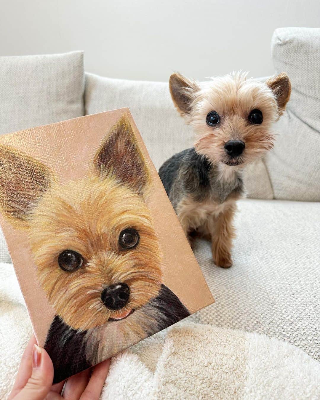 ririのインスタグラム：「😂😂😂  かわいすぎなんですけど🤭💓  #yorkie  #ヨーキー #ヨークシャーテリア」