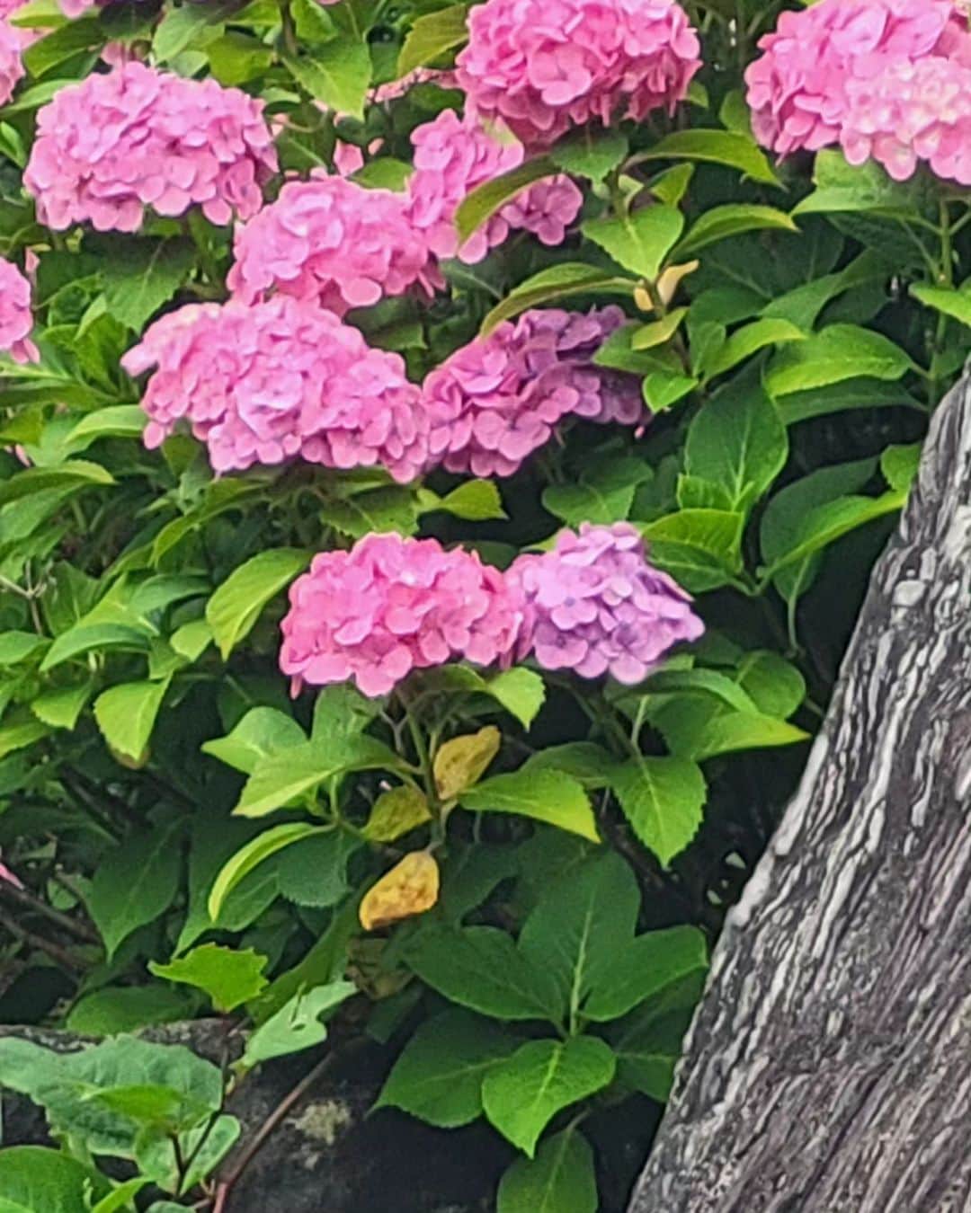 音無美紀子さんのインスタグラム写真 - (音無美紀子Instagram)「和歌山岩出市にて。 紀の国にようこそ、の看板。 今日は紀の川市で公演です。 朝、ぶらっとホテルの近くを散歩。ここは岩出大宮神社。 感謝のお参りしてきました。  雨は降っていないけど、湿気が、、、 道々に咲いてる紫陽花、雨のしずくを光らせて美しいわ。 我が家の庭の紫陽花も大きな花を咲かせているだろうな。  さあ、近畿地方巡業も今日は折り返し、あと６回になりました。 さあ、行ってきまーす🎵 #和歌山 #紀の川 #岩出大宮神社 #風を打つ #音無美紀子」6月14日 13時33分 - mikikootonashi