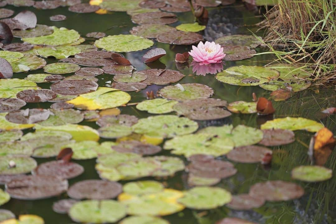 ユッコのインスタグラム：「water lilies . . .」