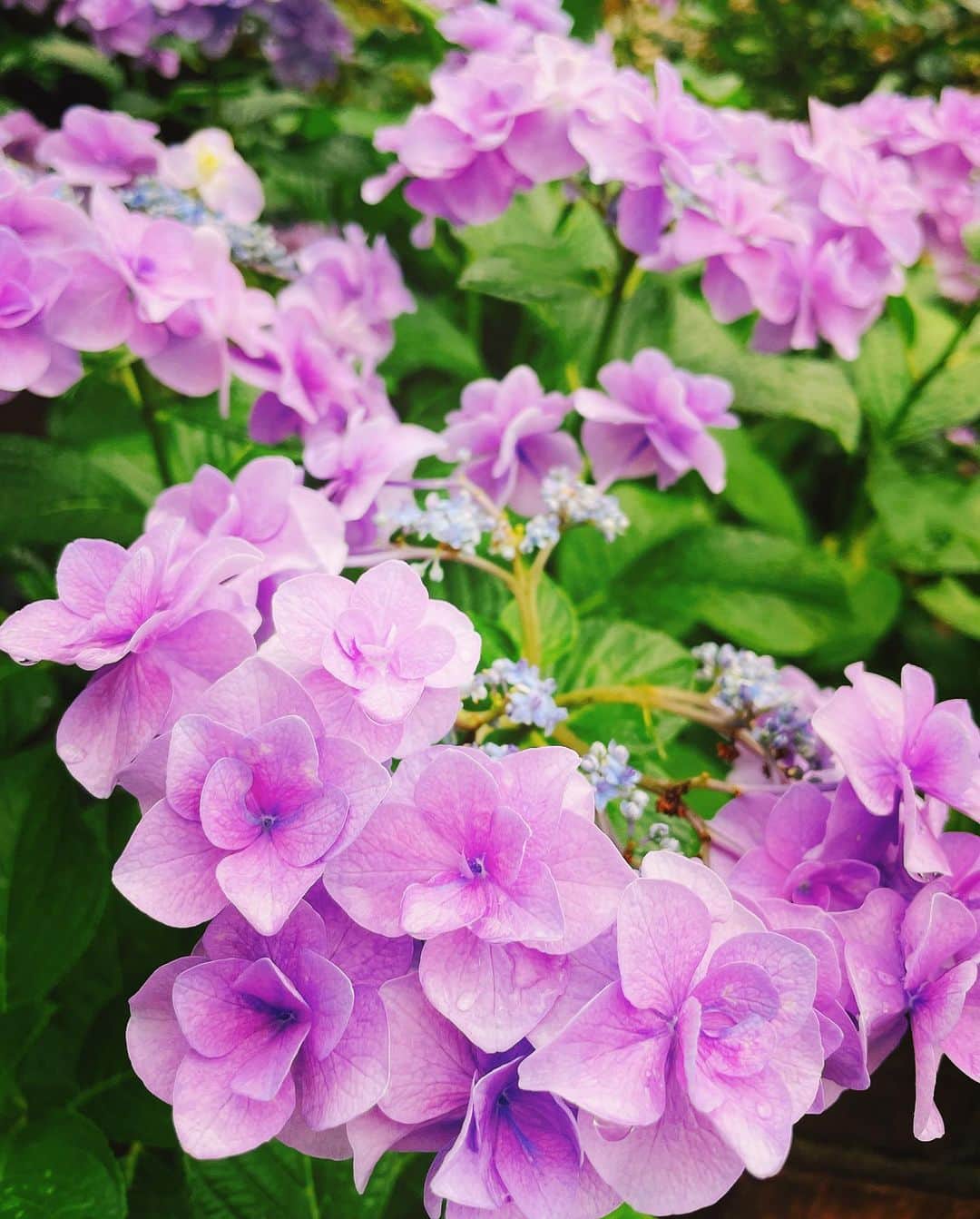 森本さやかさんのインスタグラム写真 - (森本さやかInstagram)「#紫陽花  #梅雨の花 💜☔️💜☔️」6月14日 14時29分 - sayakamorimoto1011