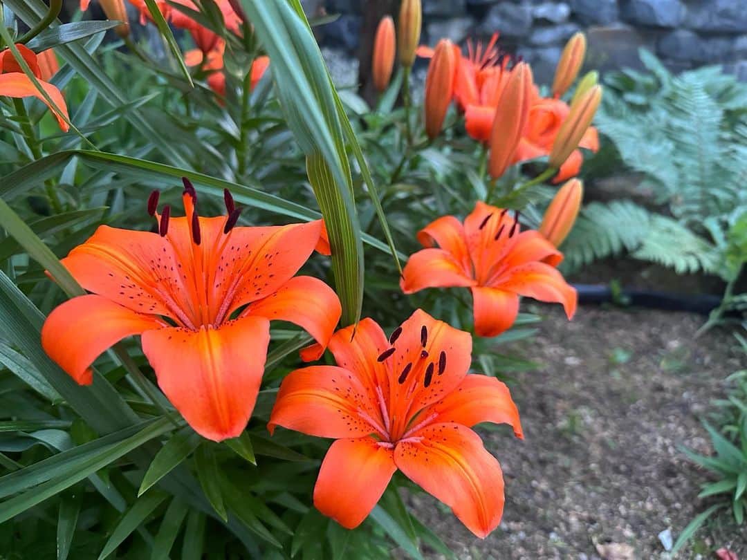 キム・ジウさんのインスタグラム写真 - (キム・ジウInstagram)「. . 꽃 찍으면 나이든거라던데… 어머님댁 정원에 어머님께서 직접 가꾸신 꽃들이 너무 예뻐서 안찍을 수가 없었다 자연이 만들어 낸 아름다운 색깔들 . .」6月14日 14時44分 - jennifer_luanari