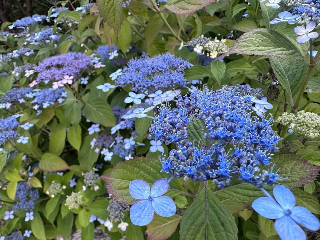 キム・ジウのインスタグラム：「. . 꽃 찍으면 나이든거라던데… 어머님댁 정원에 어머님께서 직접 가꾸신 꽃들이 너무 예뻐서 안찍을 수가 없었다 자연이 만들어 낸 아름다운 색깔들 . .」