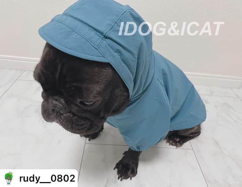 iDog&iCatさんのインスタグラム写真 - (iDog&iCatInstagram)「@rudy__0802 様  . . 梅雨の時期に大活躍のアウター！ ハーネス、首輪の穴もバッチリ空いてるので首輪やハーネスも濡れない😎 . . 写真見て欲しいんだけど撥水も抜群！ 雨の日に使ったけど問題なしでしたぁ！ このお値段で買えちゃうなんてありがたやー🙇‍♀️♡♡ . .  着丈が長くても絞れば大丈夫♡ . . お気に入りのカラー見つけてね♡ . . .  ☆━━━━━━━━━━━☆  iDog ストレッチレインジャケット／ブルー/FB  ☆━━━━━━━━━━━☆  #idog #idog公式アンバサダー  #フレンチブルドッグ #ふれんちぶるどっぐ #フレンチブルドッグのいる生活 #ブリンドル #フレンチブルドッグブリンドル #frenchbulldog #frenchbull #frebull #dog #犬のいる暮らし #はなぺちゃ #フレブル#ブヒスタグラム #成犬#犬 #1歳#癒し #犬バカ部 #犬好きさんと繋がりたい #犬好きと繋がりたい #犬ばか部 #犬好きな人と繋がりたい#프렌치불독 #ブヒブヒ倶楽部公式#法国斗牛犬#frenchies1  @buhibuhi_official」6月14日 14時46分 - idogicat