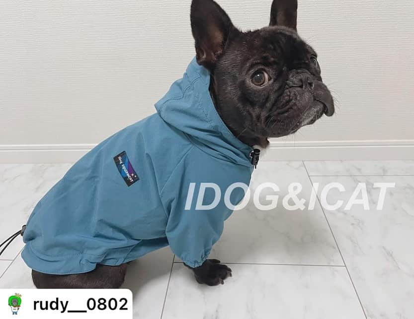 iDog&iCatさんのインスタグラム写真 - (iDog&iCatInstagram)「@rudy__0802 様  . . 梅雨の時期に大活躍のアウター！ ハーネス、首輪の穴もバッチリ空いてるので首輪やハーネスも濡れない😎 . . 写真見て欲しいんだけど撥水も抜群！ 雨の日に使ったけど問題なしでしたぁ！ このお値段で買えちゃうなんてありがたやー🙇‍♀️♡♡ . .  着丈が長くても絞れば大丈夫♡ . . お気に入りのカラー見つけてね♡ . . .  ☆━━━━━━━━━━━☆  iDog ストレッチレインジャケット／ブルー/FB  ☆━━━━━━━━━━━☆  #idog #idog公式アンバサダー  #フレンチブルドッグ #ふれんちぶるどっぐ #フレンチブルドッグのいる生活 #ブリンドル #フレンチブルドッグブリンドル #frenchbulldog #frenchbull #frebull #dog #犬のいる暮らし #はなぺちゃ #フレブル#ブヒスタグラム #成犬#犬 #1歳#癒し #犬バカ部 #犬好きさんと繋がりたい #犬好きと繋がりたい #犬ばか部 #犬好きな人と繋がりたい#프렌치불독 #ブヒブヒ倶楽部公式#法国斗牛犬#frenchies1  @buhibuhi_official」6月14日 14時46分 - idogicat