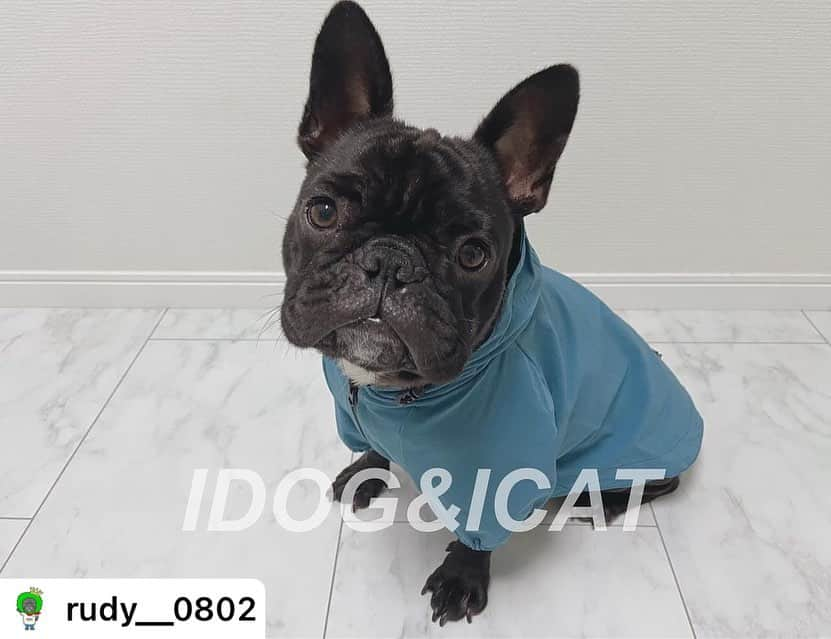 iDog&iCatのインスタグラム