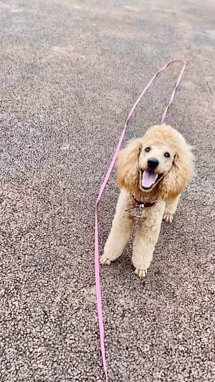 佐藤奈々子のインスタグラム：「Margot and Neil  14/6/23 Happy to feel drops of rain ❤️❤️」