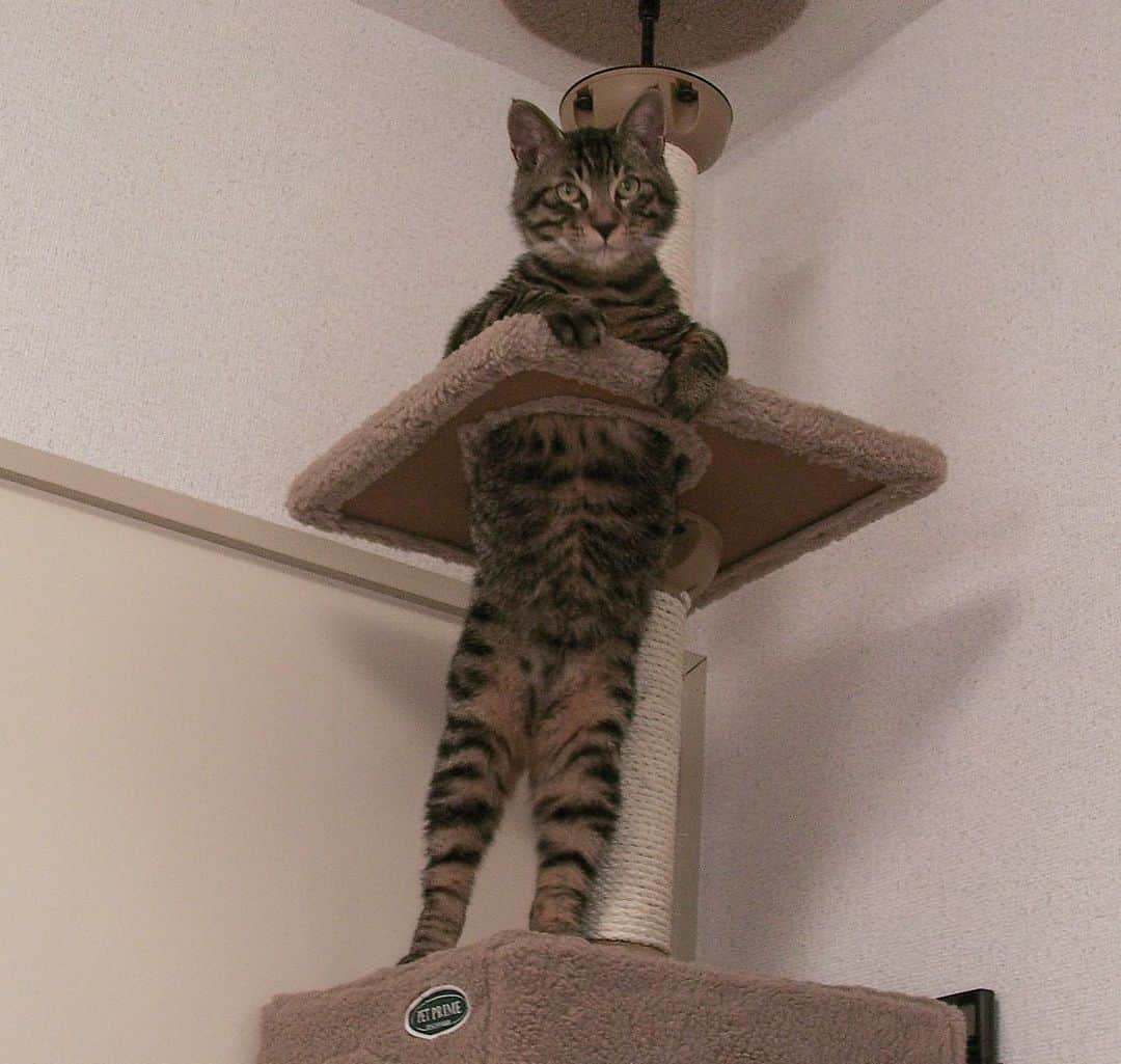 Musashiのインスタグラム：「2008年6月の立ちムサシさん。いい顔。I'm standing. #mck延長戦 #musashi_the_cat #musashi #mck #cat #キジトラ #ムサシさん」