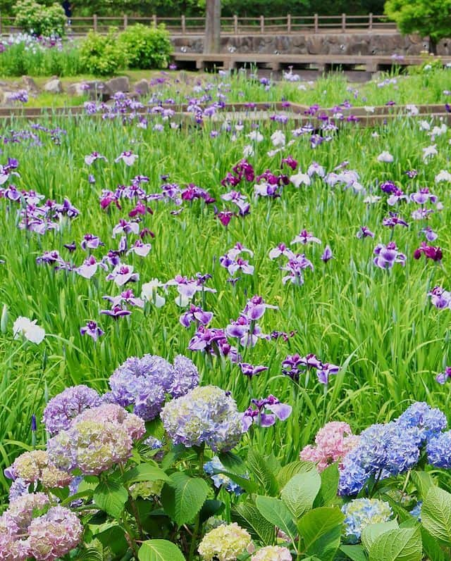 福山市【公式】のインスタグラム：「. 【初夏の訪れを告げる紫陽花と花菖蒲❀】 初夏を彩る紫陽花と花菖蒲。 春日池公園では素敵なコラボが見られますよ👀 晴れた日もいいですが、６月の雨に濡れてしっとり美しい姿もいいですね😄 梅雨時期ならではの楽しみ方を見つけましょう☂ Photo by #福山アンバサダー（@egoiste_114）  #紫陽花 #あじさい #アジサイ #花菖蒲 #花しょうぶ  #福山市 #福山 #広島 #fukuyama #hiroshima」