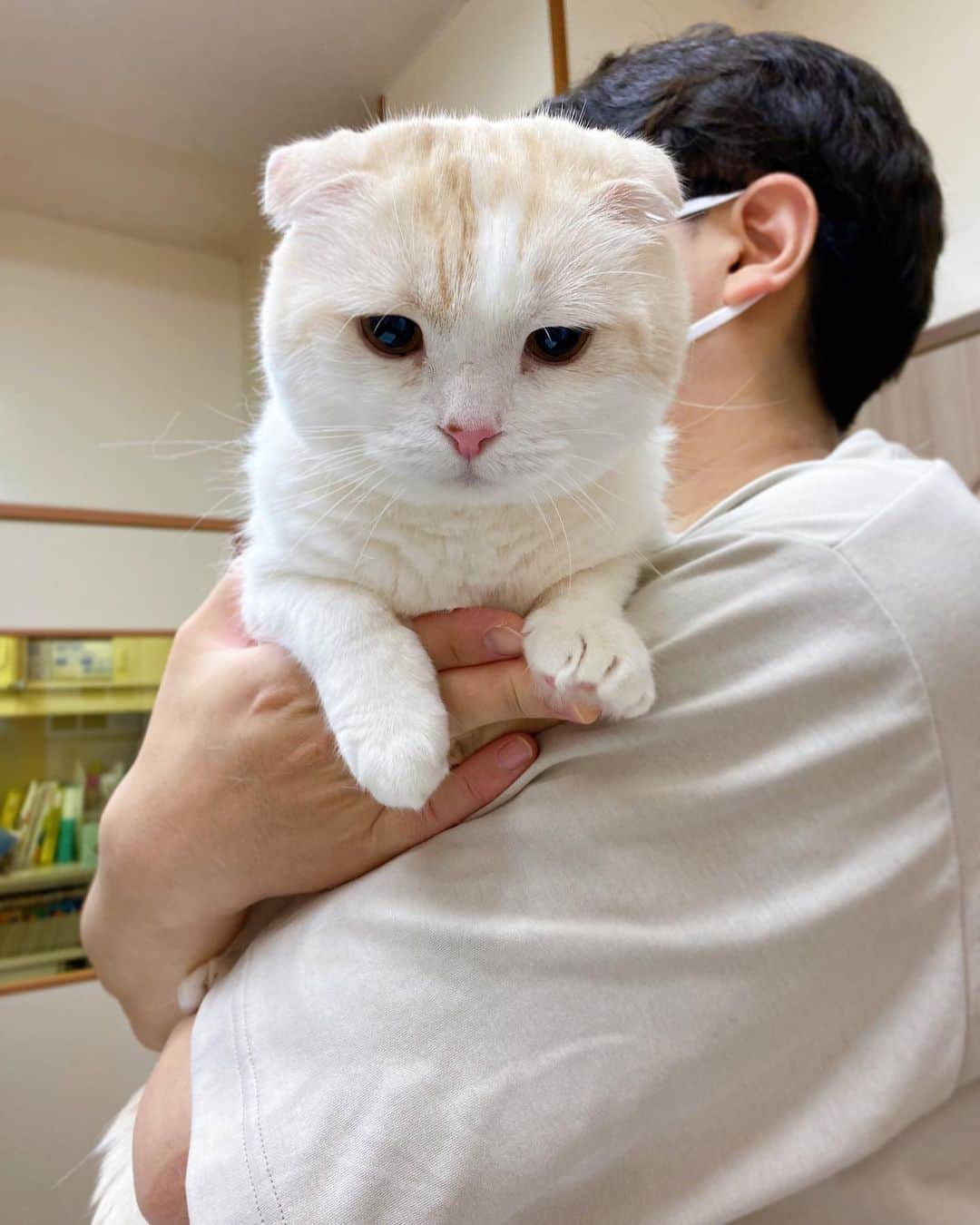 はなぼくろきなこさんのインスタグラム写真 - (はなぼくろきなこInstagram)「ワクチンを打つ前の不安そうなきな🥺  無事にチックン💉して、今日は一日家で様子見てましたが、特になんともなく元気そうです🍮よかった😮‍💨  Today was Kinako's cat vaccine day🏥  #猫のワクチン #はなきな」6月14日 17時13分 - hanabokurokinako