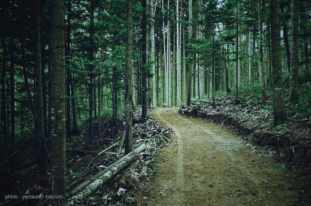 河野真也さんのインスタグラム写真 - (河野真也Instagram)「札幌南高等学校林。  outwoods足立成亮さんがつけた森林作業道の写真です。 @shigeakiadachi   美しいなぁ。 この道を、一緒に歩きたいと思っています。  詳細はこちらです。  オクラホマ河野真也 企画イベント 「サッポロの山　サッポロの木　サッポロの人〜2023　ニレの木〜」  木こりさん、家具職人さん、木工作家さん、あなた。 みんなでヤマに入り、切り出す木の、そのままを見て・・・ さあ、何を作ろうか？ 作り手と直接話して、あなただけの木工製品を作りませんか？ 出来上がった製品は後日、お手元に。 木が生まれるヤマから、あなたの日常に寄り添う”たからもの”を見つけてください。  開催日時：2023年7月8日(土) 場所：札幌市清田区　札幌南高等学校林 参加作家： ・河野(こうの)銘木店　@kounomeimokuten  ・WOODLINK　@woodlink_sapporo_n1e11  ・クドウテツト  @tetsujin  ・チエモク　@chiemokushop   ＜当日の流れ＞ １）札幌市清田区「札幌南高等学校林」集合（9:00) 　　※集合場所の詳細は、お申し込み後個別にご案内いたします ２）森の中を徒歩で移動しながら、outwoods足立成亮さんによるレクチャー ３）木こりの作業現場を見学 ４）今回の材料となる「半倒れのニレの木」を見学 ５）職人さん、作家さんとの相談会・購入 （正午頃解散予定）  ＜参加条件＞ ・集合場所は公共交通機関がございませんので、車両等ご自身の移動手段にてご集合ください。 ・参加者１名様につき、製品１点をご購入ください。（製品の種類・内容は各作家とご相談いただけます）  ＜申し込み方法＞ 下記URLよりお名前、ご住所、お電話番号、メールアドレス等をご記入の上 お申し込みください。 https://forms.gle/o1JbprC8jhSQdKc36 （googleフォーム）  ＜注意事項＞ ・応募者多数の場合は抽選となります。 ・製材、乾燥等の工程があるため、大きい製品の場合は納品まで1年程度かかる場合がございます。 ・本イベントは雨天決行となります。森林の中を徒歩で移動しますので、防雨・防泥などの装備はご自身でご準備ください。（荒天の場合は日程延期となります） ・記載の金額は全て消費税込みです。  【オクラホマ河野真也からのメッセージ】  ３年前から、ヤマに入って木こりさんに会いに行くようになりました。 環境保全型の林業を営むoutwoods足立成亮さん。 どこの木であるかという事を大切にしながら“ものづくり”をされている職人さん達。 知ってもらいたい、会ってもらいたい、素敵な方々ばかりです。 量産品と比べたら高いけれど、職人さんが丁寧に作った木の家具や道具、うつわは“一生もの”、大切に使えば次の世代へと引き継がれ、“一生以上のもの”となります。 一緒に、ヤマに入りましょう。そして僕は、何を作ろうか？  協力：一般財団法人北海道札幌南高等学校林  プロフィールのリンクから、詳細が見られます。 そこから申し込みもできるので、ぜひご覧ください^_^  #北海道 #札幌 #木こり #森林作業道 #林業 #木の家具  #木の器 #北海道愛がとまらない」6月14日 17時15分 - okurahoma_kawano