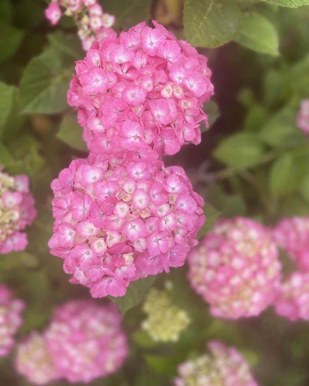 若林翔子さんのインスタグラム写真 - (若林翔子Instagram)「. . 散歩中に可愛い色のあじさいを発見🩷  #あじさい　#紫陽花　#２番目に好きな花」6月14日 17時34分 - shokowakabayashi1685
