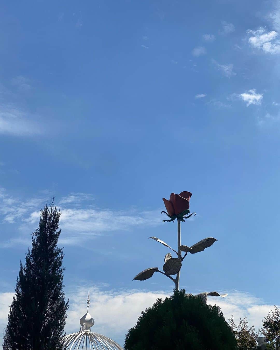 吉井美優のインスタグラム：「🌹✨」