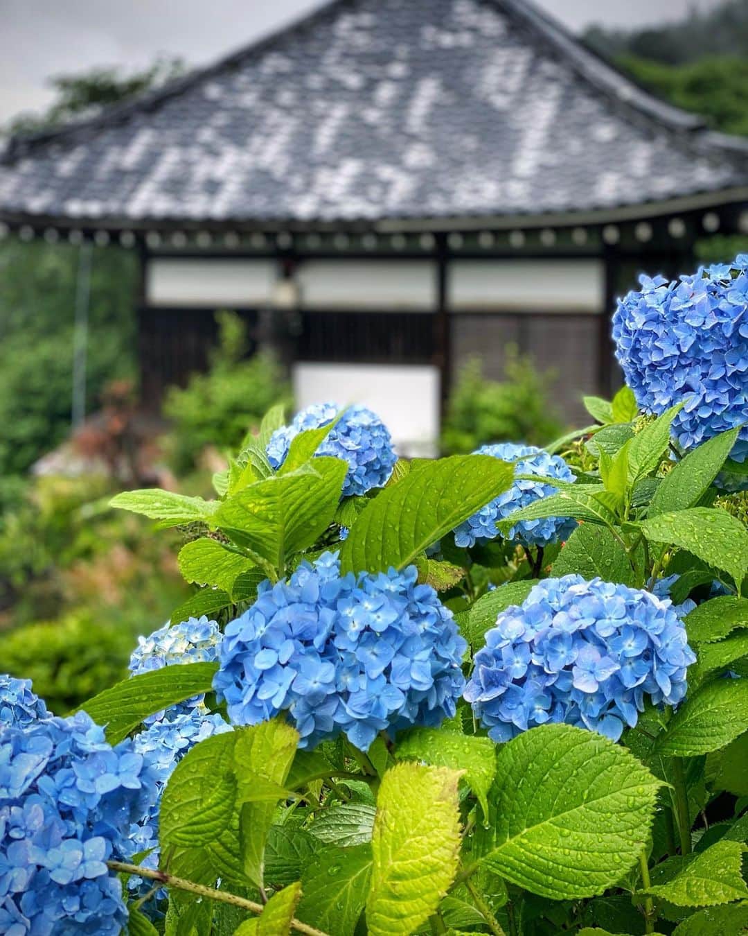 hama_aki_pppさんのインスタグラム写真 - (hama_aki_pppInstagram)「京都市西京区#善峯寺 (スライドしてください)  Loation Kyoto Japan (Swipe)   2023.06.11   さすてな京都と同じ日に訪れました この時はまだ雨が残っていて傘を差しながら撮影　 紫陽花は雨の方がいきいきしてるかも🌸🌸☔️   #神社仏閣  #日本の美しい花風景  #こころから  #関西でお写んぽ  #そうだ京都行こう  #おとな旅プレミアム  #タビジェニ　 #日本庭園  #紫陽花  #otonatabi_japan  #japanesetemple  #jalan_travel  #kyototemple #ig_japan_  #ptk_japan  #histrip_japan  #visitjapanjp  #japanese_gardens  #loves_united_flora  #infinity_flowers  #lovely_flowergarden  #j_flower_shots  #photoshorttrip  #special_spot_legend  #beautiful_photo_jpn  #iphonephotography  #iphoneonly  #shotoniphone  #iphonephotographer」6月14日 18時03分 - hama_aki_ppp