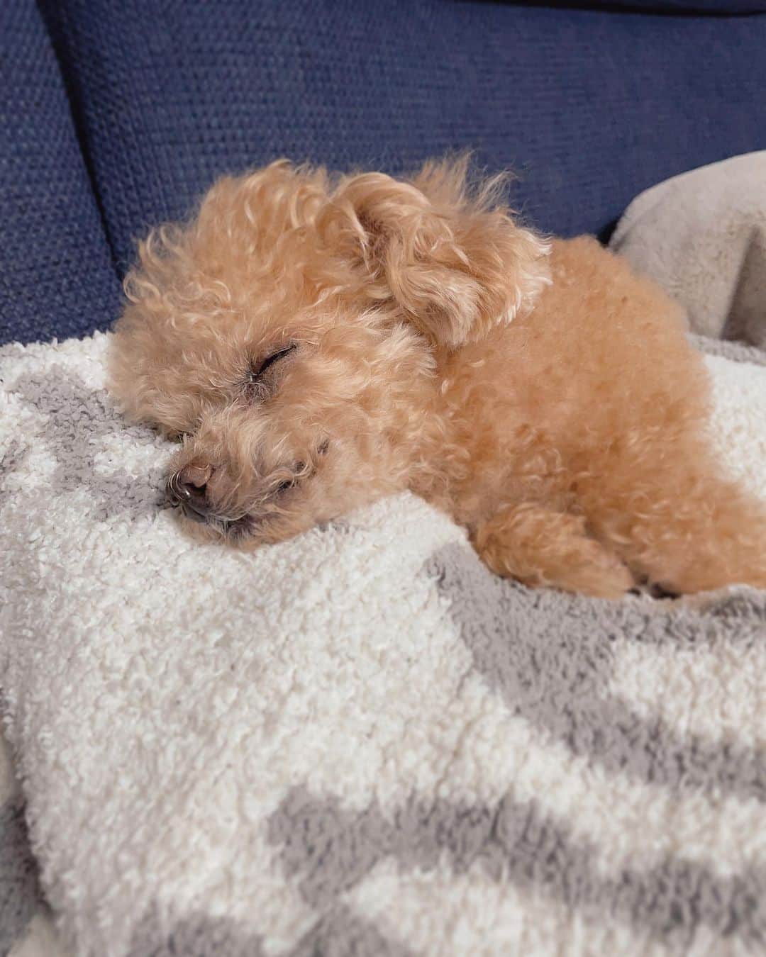 ふわのインスタグラム：「ふわ散歩あとの 最強寝顔…  #toypoodle#toypoodlegram#dogsofinstagram#instadog#doglife#doglover#sleepydog#dog#fuwamama#ふわ#ふわもこのふわ#トイプードル#ふわもこ部#犬バカ部#親バカ部#犬のいる暮らし#いぬすたぐらむ#最強寝顔」