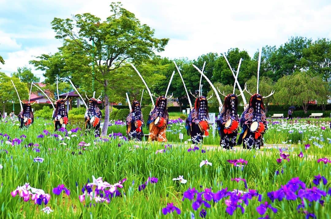 宮城県観光課さんのインスタグラム写真 - (宮城県観光課Instagram)「きれいなあやめと伝統芸能の鹿踊（ししおどり）を見て優雅なひとときを過ごしませんか？❀🦌  みなさん、こんにちは🐌 ６月11日（日）に北陸地方と東北地方が梅雨入りしたことで、今年も北海道を除くすべての地域で梅雨入りとなりました☔ 栗原市も、ここ最近はどんよりじめじめな日が多いように感じます。みなさん、折り畳み傘は常備しましょうね🌂  さて、本日は今週末に開催されるイベントのお知らせです！👂 ６月18日（日）、あやめ祭り開催中の一迫山王史跡公園あやめ園において「第35回 みちのく鹿踊大会」が開催されます🎉  一迫の鹿踊は約400年の歴史を持っています。 慶長２年、伊達領内に住む猟師山立勘太郎が、岩倉山に狩猟にでかけた際、８頭の鹿が連れ立って拍子面白く腹をたたいて踊り狂う様子を見て、ヒントを得て創作したと伝えられています。 仙台藩祖伊達政宗公がこの勇壮な踊りを愛好し、毎年青葉城に来て踊るようにと「行参」の２文字を賜り、また伊達一門の九曜の星の紋を許された、格式の高い貴重な郷土芸能として伝承されており、昭和46年３月に宮城県の無形民俗文化財にも指定されました。  園内のあやめなどのお花も、鹿踊大会当日までには満開に咲き誇ってくれることを願うばかりです🙏 投稿写真１，２枚目は過去の鹿踊りの写真、３枚目からのあやめの写真は、６月８日のあやめ園の様子です❀  ≪イベント詳細≫ 第35回みちのく鹿踊り大会 日　時：６月18日（日）午前10時踊りはじめ 場　所：一迫山王史跡公園あやめ園（特設会場） 入園料：あやめ園入園料のみ（雨天中止）  栗原市公式観光サイト「ぎゅぎゅっとくりはら」等で、あやめの開花状況などを随時投稿していく予定ですので、ぜひそちらもチェックしてくださいね👀✨  【栗原市公式Facebook】 https://www.facebook.com/kuridenkan 【栗原市公式Instagram】 https://www.instagram.com/kurihara_official/ 【栗原市公式観光サイト　「ぎゅぎゅっとくりはら」】 https://visit-kurihara.travel/ 　 （Produced byともみ）  #宮城県 #栗原市 #一迫 #一迫山王史跡公園あやめ祭り #一迫山王史跡公園あやめ園 #あやめ祭り #みちのく鹿踊大会 #あやめ祭り神楽大会 #笑顔咲くたび伊達な旅 #ここ好き宮城 #東北 #宮城観光 #tohoku #miyagi」6月14日 18時15分 - miyagi_pref_kankou
