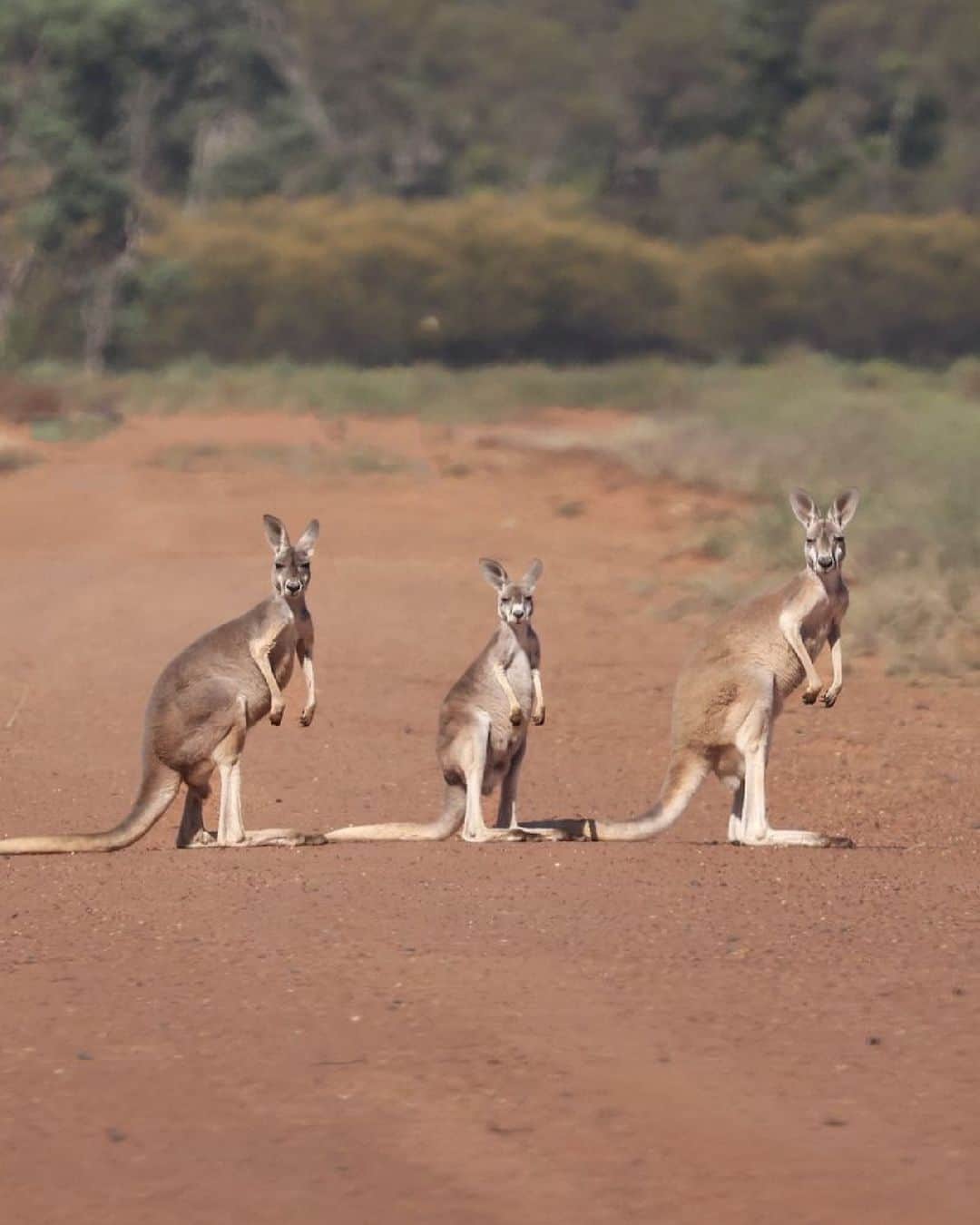 Australiaのインスタグラム：「Triple #kangaroo cuteness 🦘🦘🦘 @sanjaya_nature_photography captured this photogenic trio on a recent visit to @visitnsw's #OolambeyanNationalPark. Located in the @visitriverina region of #NewSouthWales, it's a great spot for picnicking, walking and wildlife spotting. If you're road tripping through the area, head to nearby @nswnationalparks #MurrumbidgeeValleyNationalPark, where you can camp overnight. #seeaustralia #comeandsaygday #feelnsw #visitriverina」