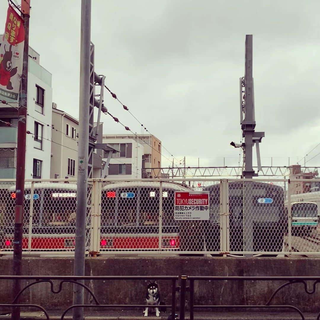 のインスタグラム：「G☺︎☺︎d m☺︎rning 🚇  #朝んぽ #奥沢車庫 #奥沢車両基地 #東急車庫 #東急車両 #東急目黒線奥沢 #東急奥沢駅 #奥沢駅 #東急セキュリティ #tokyusecurity #okusawastation #kuroshiba #blackshiba #shibainu #shibastagram #instadog #dogstagram #柴犬 #黒柴 #黑柴 #日本犬 #和犬 #シニア犬 #いぬら部 #ふわもこ部 #ふわもこ部ワンコ #ふわもこ部わんこ #わんこのいる暮らし #わんこのいる生活 #わんこと一緒」