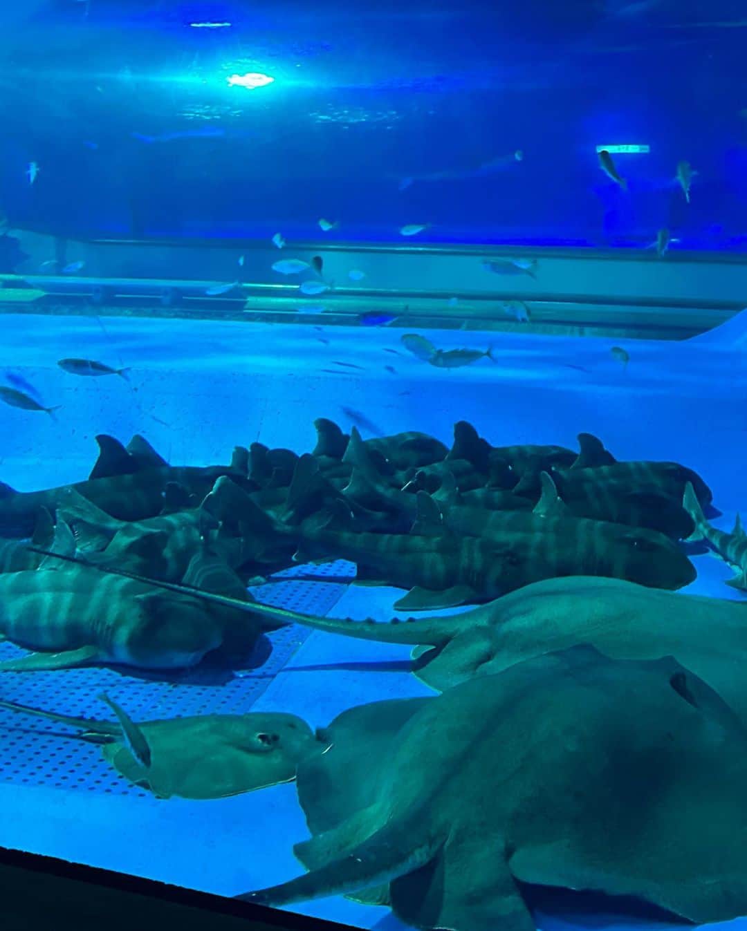 福間綾音さんのインスタグラム写真 - (福間綾音Instagram)「・  死ぬまでに行きたい水族館いっぱいある  皆のおすすめの水族館知りたい( ･･ )🪼   #05  #fyp  #ootd  #aquarium   #水族館  #aquas  #島根  #アクアス」6月14日 20時35分 - ayane_emulate