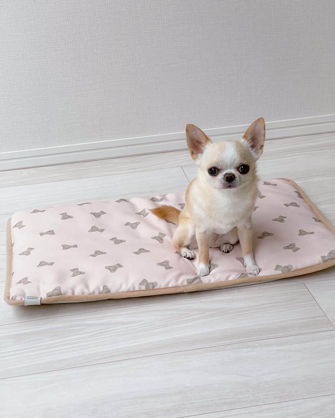 iDog&iCatさんのインスタグラム写真 - (iDog&iCatInstagram)「Cool mats," that make you feel cool just by touching them✨🐶🆒🩵  テディベア柄がかわいいふかふかマット🧸🩷  片面が ひんやり素材（接触冷感素材）のリバーシブルタイプだから使い分けができてとっても便利✨  暑い日もひんやり快適に過ごしているクリム🐕💕  室内はもちろんお出かけにも 持ち運びやすいからおすすめです🤗  🏷️ IDOG&ICAT ひんやりステイマット （クリムはテディベアピンク）  @idogicat  #idogicat#idog公式アンバサダー　 #chihuahua#chihuahuas#chihuahualove#chihuahualife#chihuahuastagram#chihuahuasofinstagram#chihuahualover#chihuahuaworld#chihuahuafanatics#pet#instagram#instagood#dog#dogs#dogstagram#dogsofinstagram#9gag#barked#cutepetclub#funnydogs#chihuahuadog#チワワ#チワワ部#ちわすたぐらむ#スムチー#スムースチワワ」6月14日 21時06分 - idogicat