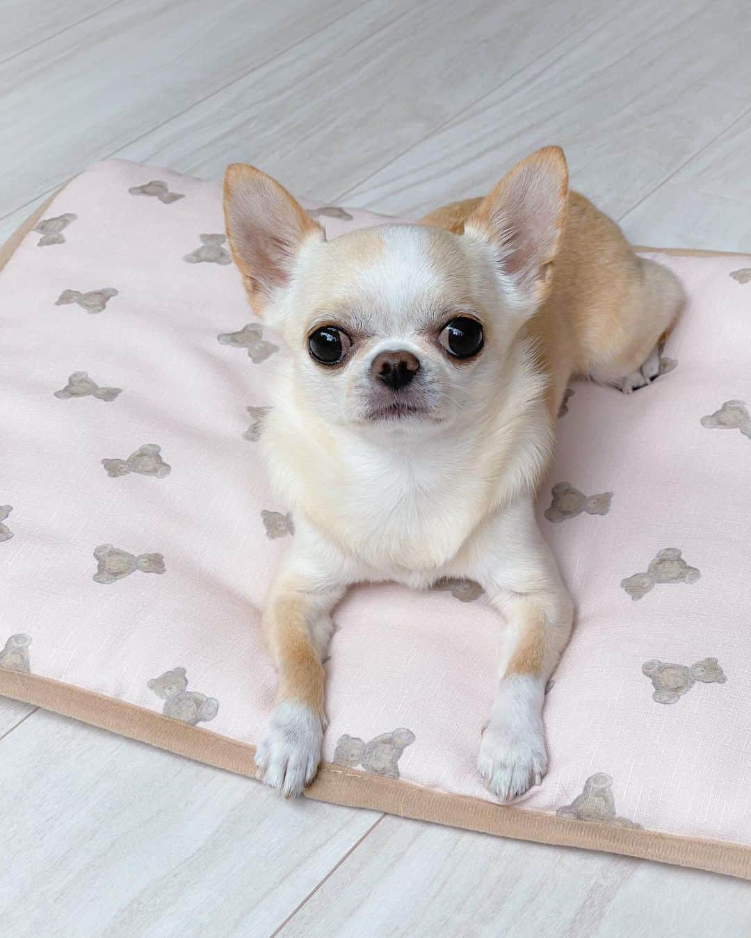 iDog&iCatさんのインスタグラム写真 - (iDog&iCatInstagram)「Cool mats," that make you feel cool just by touching them✨🐶🆒🩵  テディベア柄がかわいいふかふかマット🧸🩷  片面が ひんやり素材（接触冷感素材）のリバーシブルタイプだから使い分けができてとっても便利✨  暑い日もひんやり快適に過ごしているクリム🐕💕  室内はもちろんお出かけにも 持ち運びやすいからおすすめです🤗  🏷️ IDOG&ICAT ひんやりステイマット （クリムはテディベアピンク）  @idogicat  #idogicat#idog公式アンバサダー　 #chihuahua#chihuahuas#chihuahualove#chihuahualife#chihuahuastagram#chihuahuasofinstagram#chihuahualover#chihuahuaworld#chihuahuafanatics#pet#instagram#instagood#dog#dogs#dogstagram#dogsofinstagram#9gag#barked#cutepetclub#funnydogs#chihuahuadog#チワワ#チワワ部#ちわすたぐらむ#スムチー#スムースチワワ」6月14日 21時06分 - idogicat