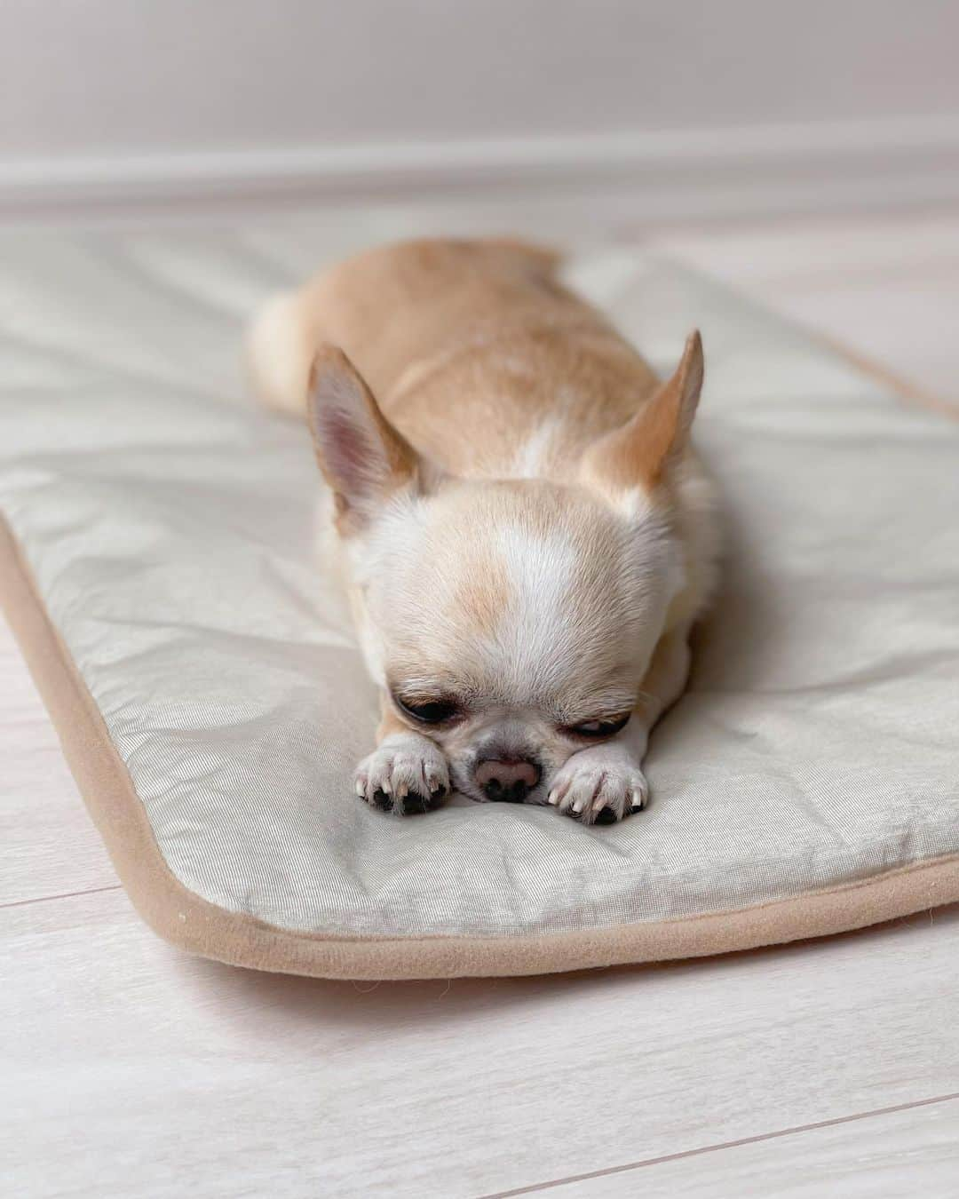 iDog&iCatさんのインスタグラム写真 - (iDog&iCatInstagram)「Cool mats," that make you feel cool just by touching them✨🐶🆒🩵  テディベア柄がかわいいふかふかマット🧸🩷  片面が ひんやり素材（接触冷感素材）のリバーシブルタイプだから使い分けができてとっても便利✨  暑い日もひんやり快適に過ごしているクリム🐕💕  室内はもちろんお出かけにも 持ち運びやすいからおすすめです🤗  🏷️ IDOG&ICAT ひんやりステイマット （クリムはテディベアピンク）  @idogicat  #idogicat#idog公式アンバサダー　 #chihuahua#chihuahuas#chihuahualove#chihuahualife#chihuahuastagram#chihuahuasofinstagram#chihuahualover#chihuahuaworld#chihuahuafanatics#pet#instagram#instagood#dog#dogs#dogstagram#dogsofinstagram#9gag#barked#cutepetclub#funnydogs#chihuahuadog#チワワ#チワワ部#ちわすたぐらむ#スムチー#スムースチワワ」6月14日 21時06分 - idogicat