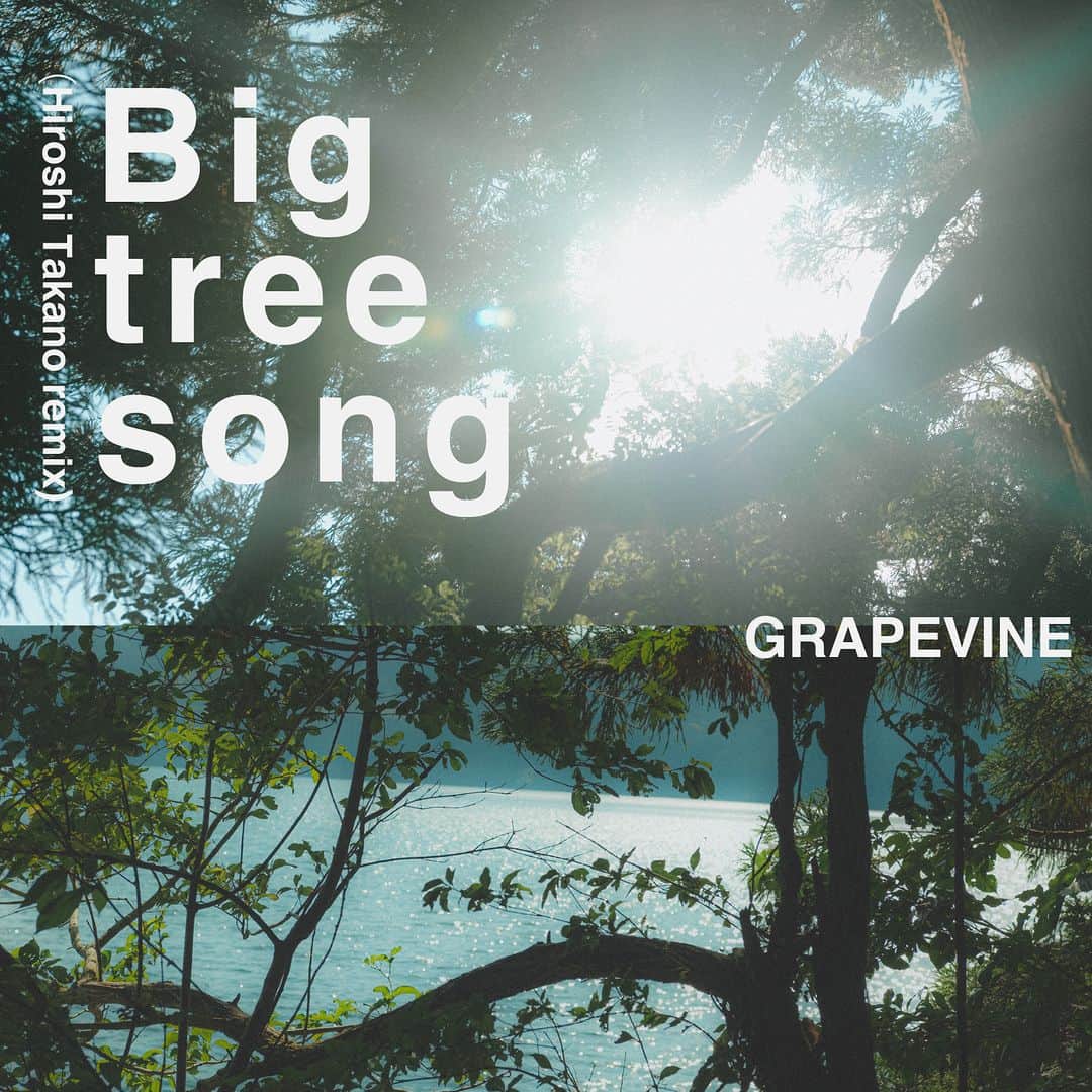 GRAPEVINEのインスタグラム：「2017年にコンパクト・ディスクだけで発表されていた高野寛による「Big tree song」のリミックスとSTUTSによる「SPF」のリミックスの2曲をストリーミング・サービスで配信します。  Big tree song(remixed by Hiroshi Takano) SPF(remixed by STUTS)  originally released in 2017 on compact disc  link in bio  #GRAPEVINE #高野寛 #STUTS」