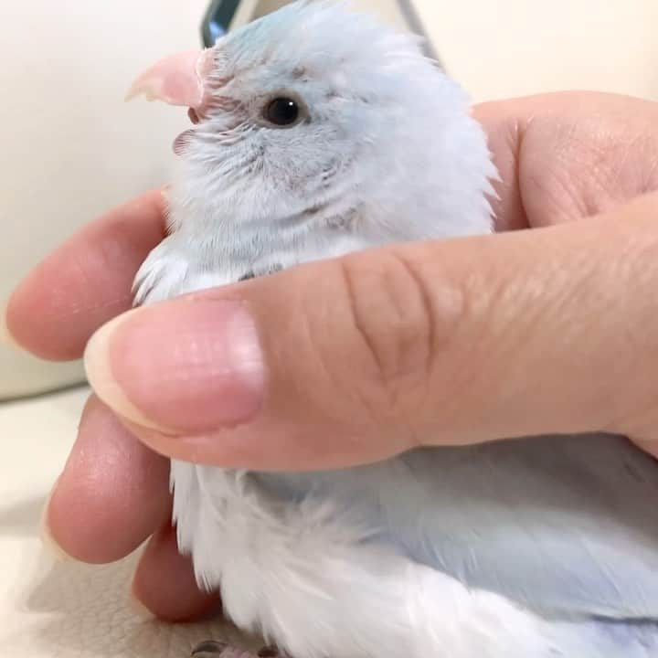 SAORIのインスタグラム