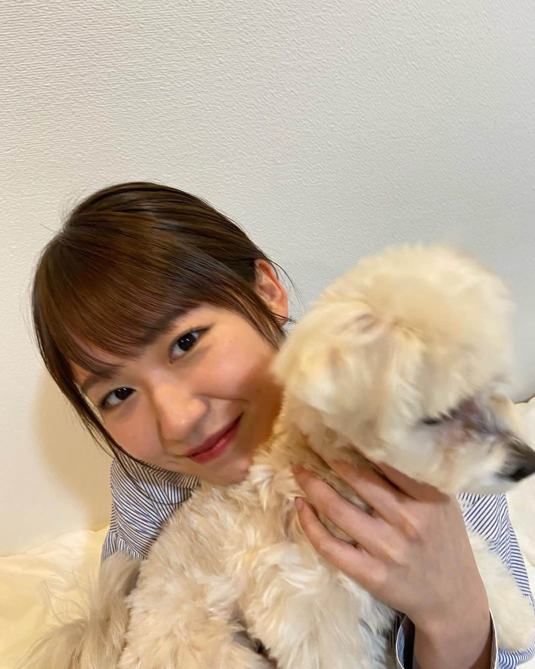 野中美希さんのインスタグラム写真 - (野中美希Instagram)「Happy birthday Tofu chan🫧🎉 とうふちゃん3歳になりました！みんなに愛されてラブリーな女の子に成長しました♡これからもよろしくお願いします！ . #とうふちゃんの成長#とうふちゃんの成長日記#とうふちゃん#野中とうふ#犬のいる暮らし#わんすたぐらむ#いぬすたぐらむ#マルプー#helloproject#morningmusume23#野中美希#ちぇる#🐶」6月14日 21時19分 - miki_nonaka.official