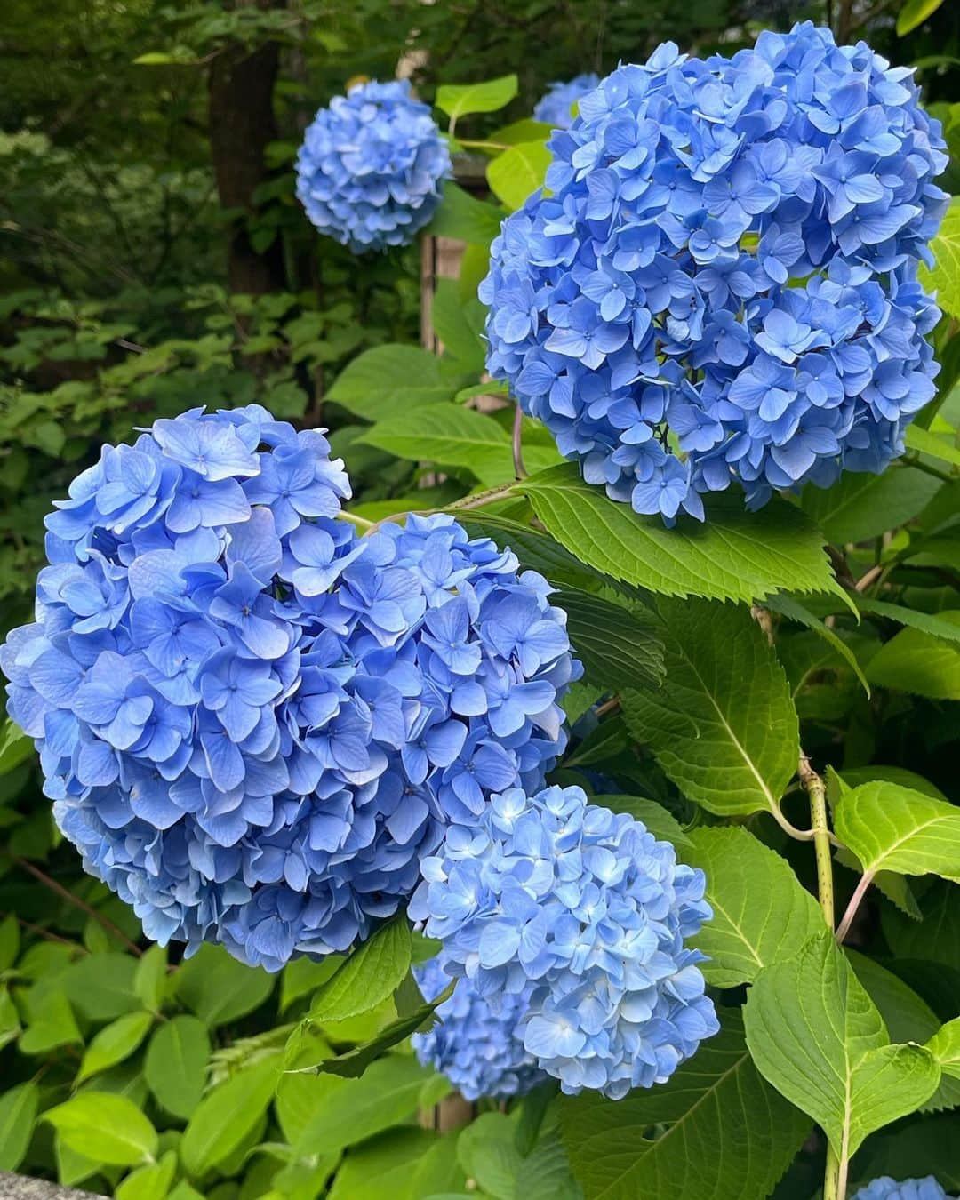 じゅりさんのインスタグラム写真 - (じゅりInstagram)「あじさい寺 明月院💠  気になってたところにやっと行けました🫶ˎˊ˗ 自然を久しぶりに見に行ったけど やっぱすっごく癒されたし疲れもとれた気がする🥹🫧 いいリフレッシュになりました🙆‍♀️♡ すごく雰囲気が好きで北鎌倉また遊びに行きたい！ 他にいいスポットあれば教えて欲しい😚💫  そして湿気で髪の毛ボサボサなの悲しみ😭（笑）  ✔︎コーデ詳細 シャツ: @shein_japan  キャミ: @grl_official  スカート: @grl_official  サンダル: @beautyandyouth_official  バッグ: @charleskeith_jp   #鎌倉観光 #鎌倉 #明月院 #あじさい寺 #紫陽花 #鎌倉カフェ #カフェ巡り #カジュアルコーデ #grlコーデ #sheinコーデ #プチプラコーデ #低身長コーデ #ハイトーンボブ #ボブ」6月14日 21時21分 - juripuuu