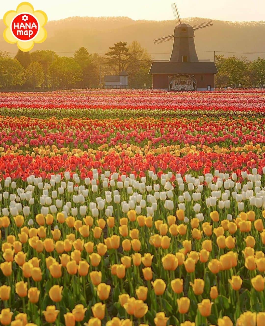 はなまっぷ❁日本の花風景さんのインスタグラム写真 - (はなまっぷ❁日本の花風景Instagram)「🌸はなまっぷ🌸 *  @bleuet0530 さんの 花のある風景に花まるを💮 * 虹のようにカラフルで広大なチューリップ畑をありがとうございます😊🌸 * #北海道　#かみゆうべつチューリップ公園 Kamiyubetsu Tulip-park ,Hokkaido * チューリップの花言葉 思いやり * #はなまっぷ #日本の美しい花風景#花のある風景#花#花言葉 #風車#チューリップ#チューリップ畑#グラデーション#北海道#湧別町 * いつも素敵なお花をありがとうございます😊 ※見頃が過ぎている花、終わっている花もご紹介させていただいています。 * 🌸••••••お知らせ••••••🌸 * 花風景検索サイト　はなまっぷ https://hanamap.com 🔍「はなまっぷ」または @hanamap プロフィール欄から ぜひご覧ください * 📖🌸📖🌸📖🌸📖🌸📖 四季の花々を訪ねていきたい にっぽんの花地図 好評発売中📘 📖🌸📖🌸📖🌸📖🌸📖」6月14日 21時50分 - hanamap