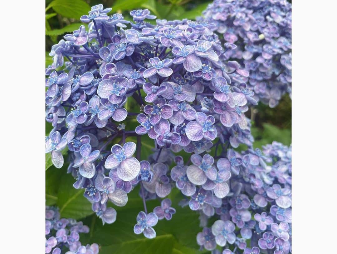 安めぐみさんのインスタグラム写真 - (安めぐみInstagram)「今日の綺麗な紫陽花🚶‍♀️✨  雨が続きますが、 紫陽花の綺麗さに癒されるこの頃です🌂✨  #紫陽花 #パチリ #今日もお疲れ様でした😊」6月14日 21時46分 - yasu_megumi_official