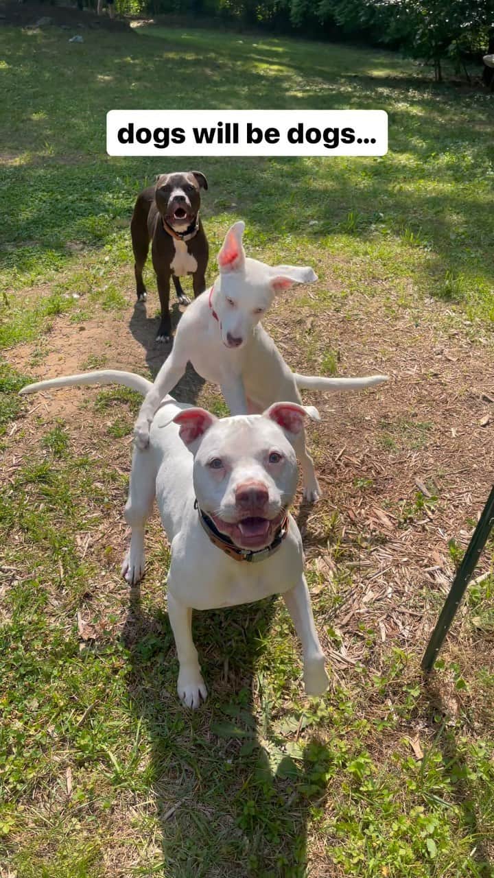 DogsOf Instagramのインスタグラム：「Dogs will be dogs 🙃  And I will always be that overprotective dog mom that makes sure her pups are safe outside!  WHO CAN RELATE?!  I think if Riot, Roscoe, and Rebel had it their way, they’d spend all day in the yard romping & rolling through the grass and sunbathing ☀️. I know that no matter how much outdoor time they get (it’s really something they demand…), they’re safe and protected from heartworm disease (and roundworm, hookworm, whipworm, and tapeworm infections!) thanks to @interceptorplusfordogs and safe and protected from fleas & ticks thanks to @credeliofordogs ❤️.  I get major peace of mind by keeping my dogs on monthly preventatives and they get all of the outdoor time they want. It’s a win-win!  Tag a friend + share with a 🚁helicopter dog mom🚁 that can ✨relate✨ | follow @wethreepitties for more relatable dog mom content」