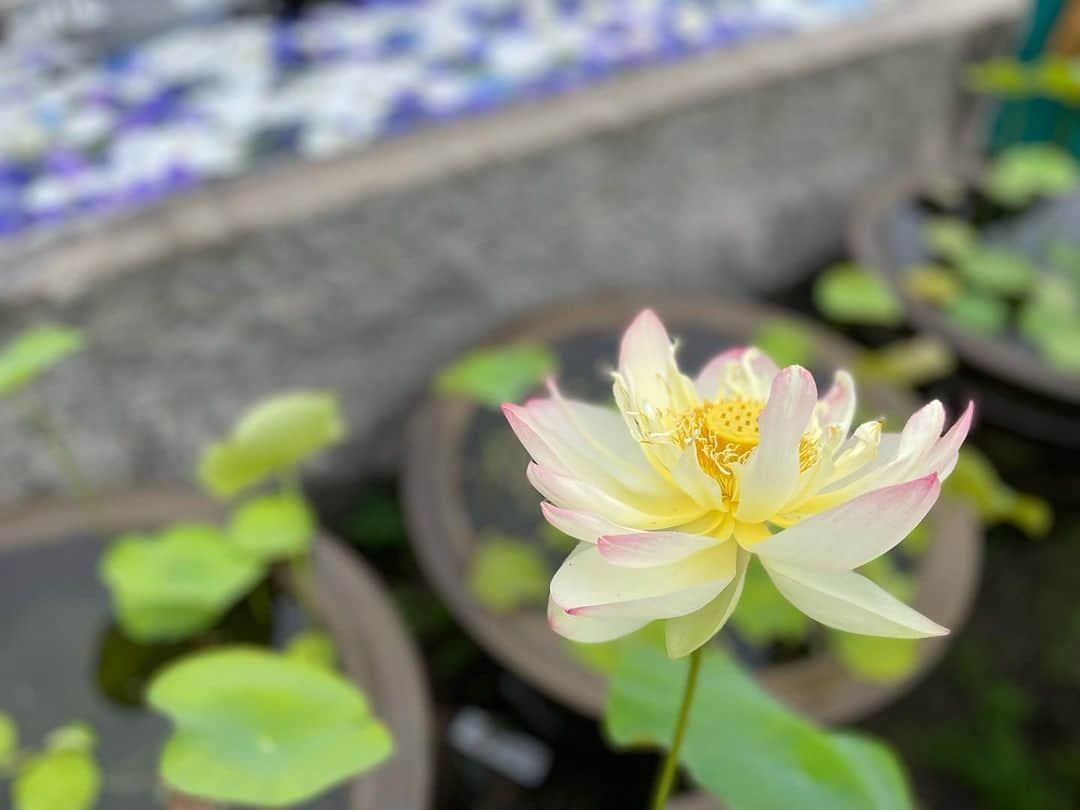 小橋めぐみさんのインスタグラム写真 - (小橋めぐみInstagram)「一輪だけ咲いていた蓮の花🪷  別格の美しさ。  #flower #蓮の花」6月14日 22時19分 - megumikok