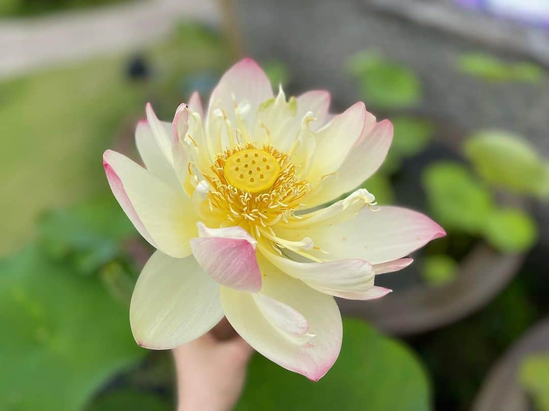小橋めぐみさんのインスタグラム写真 - (小橋めぐみInstagram)「一輪だけ咲いていた蓮の花🪷  別格の美しさ。  #flower #蓮の花」6月14日 22時19分 - megumikok